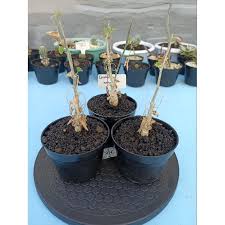 Image result for Corallocarpus welwitschii