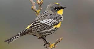 One of the most common and widespread warblers; Yellow Rumped Warbler Sounds All About Birds Cornell Lab Of Ornithology