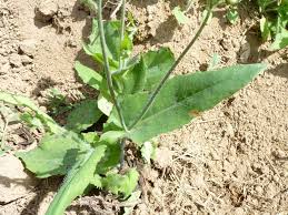 Image result for Emilia debilis