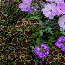 Image result for Coleus shirensis