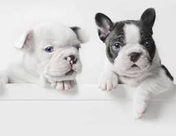 Most recent best match cheapest most expensive. Las Razas De Perro Mas Caras Del Mundo Cute Dogs French Bulldog Animals
