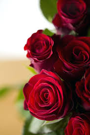✓ free for commercial use ✓ high quality images. Red Roses Flower Meanings Images Rose Hd Download Flower Wallpaper Hd Download 1400x2100 Wallpaper Teahub Io