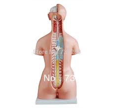 For the torso we will of course need the vertebrae, ribcage and pelvis. Model 85 Cm Body Anatomy The Male And Female Genitals Interchangeable Torso Model Buy At The Price Of 182 49 In Aliexpress Com Imall Com