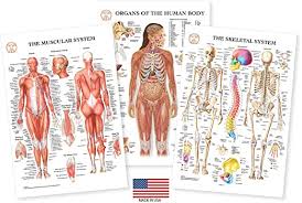 They include the brain, heart, lungs, spleen, muscles, stomach, kidneys and more. Human Body Anatomy 3 Poster Set Includes Skeletal System Muscular System And Organs Of The Human Body13 X19 Medical Charts Nursing Medical Student Gifts Professional Laminated Amazon In Industrial Scientific