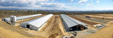 There are so many different medieval houses out there take this spruce tree house for exa. Commercial Poultry House Pictures Building Superior Chicken Sheds Poultry Housing And Farming Sheds For Poultry House Poultry Farm Buildings Chicken Shed