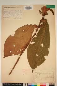 Image result for Mostuea brunonis