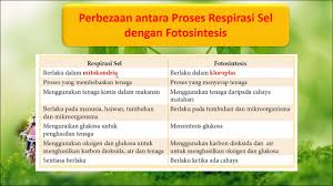 We did not find results for: Perbezaan Respirasi Sel Dan Fotosintesis Youtube