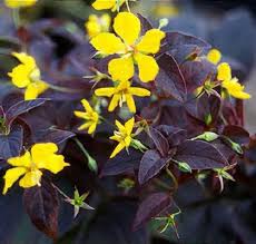 Image result for Lysimachia barbata