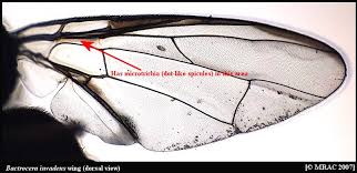 Image result for Sorindeia