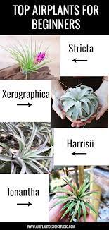 Top Air Plants For Air Plant Beginners Air Plants Care Air Plants Decor Plants