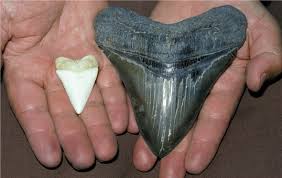 Megalodon hatte wahrscheinlich einen großen einfluss auf die struktur der meeresgemeinschaften. Megalodon Die Neue Haiart Tiere Doku Hai