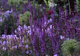 Image result for Salvia