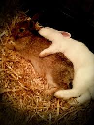 Doesn T Get Any Sweeter Than This Rabbits Need Partners With Images Crazy Bunny Lady Cute Baby Bunnies Bunny Pictures
