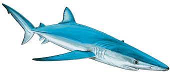 Although generally lethargic, they can move v. Blue Shark Prionace Glauca Shark Research Institute