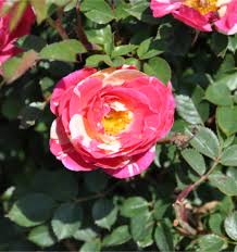 Image result for Rosa sp.