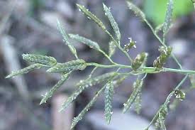 Image result for Eragrostis cilianensis