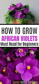 How To Care For African Violets African Violets Violet Plant African Violets Plants