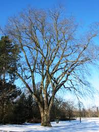 In 1898, the berwinds engaged philadelphia. Ulmus Glabra Wikipedia