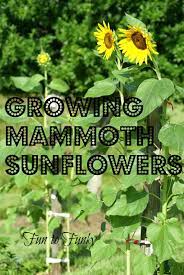 Fun To Funky Mammoth Sunflowers My Tips Mammoth Sunflower Growing Sunflowers Planting Sunflowers