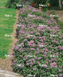 Image result for Pentas bussei