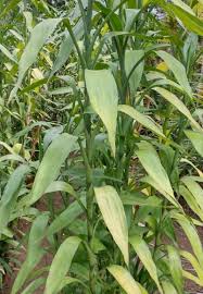 Image result for Dracaena sanderiana