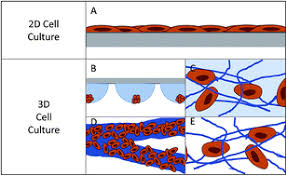 Maybe you would like to learn more about one of these? Review Of 3d Cell Culture With Analysis In Microfluidic Systems Analytical Methods Rsc Publishing