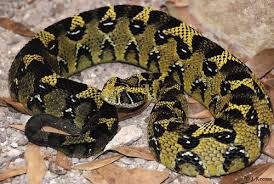 Ethiopian Mountain Adder Bitis Parviocula Known From Only Five Localities In Ethiopia It Is Found On Both Sides Of The Snake Venom Beautiful Snakes Snake