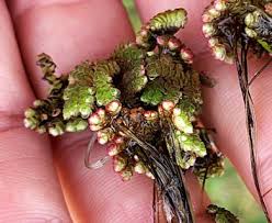 Image result for Azolla filiculoides