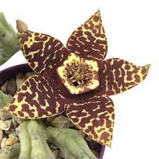 Image result for Huernia longituba