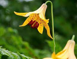 Pin On Flowers