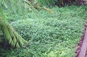 Image result for Oplismenus