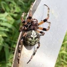 60 minutes+ correspondent wesley lowery joins cbs this morning with a preview of his report on the failing infrastructure that contributed to the water crisis in jackson, mississippi. Spiders In Mississippi Usa Spiders