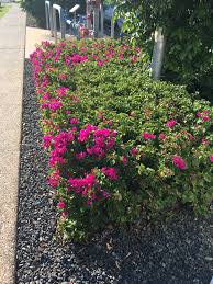 Bougainvillea Hedge Hedges Planting Flowers Bougainvillea