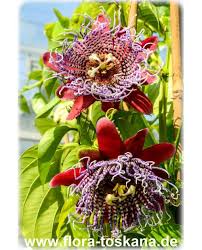 Image result for Passiflora quadrangularis