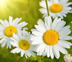 Ceaiul de musetel scade glicemia si alte complicatii asociate diabetului, sustin cercetatorii britanici. MuseÅ£el Matricaria Chamomilla