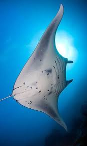 The Manta Ray Is The Largest Of The Ray Family This One Has A Wingspan Of About 12 Foot Location Miil Channel Yap Ocean Creatures Gentle Giant Manta Ray