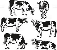 Royalty Free Holstein Cattle Clip Art Vector Images Download Free Best Quality On Clipart Email Cow Illustration Cow Painting Holstein