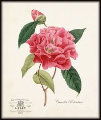 French Camellia Botanical Print Giclee Art Print Antique Etsy In 2020 Botanical Illustration Botanical Prints Botanical Art