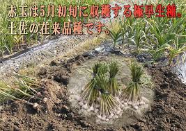 にんにくあれこれ 伝統のにんにくとこじゃんと旨い土佐の食材の通販ショップ にこにこ農園
