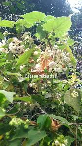 Image result for Magnistipula butayei