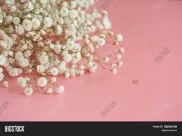We did not find results for: Gypsophila White Baby Image Photo Free Trial Bigstock