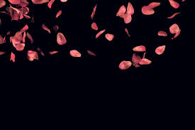 Black Background With Rose Petals Falling Rose Petals Wallpaper 1920x1280 Rose Petals Rose Petals Image Rose Petals Falling