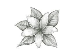 Jasmine Flower Jasmine Flower Tattoos Jasmine Tattoo Flower Tattoos