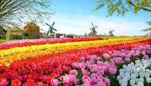 Foap com gelbe tulpe images pictures and stock photos. Tulpenblute In Holland Fruhling Lasst Grussen Der Sonnenklar Tv Reiseblog