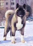 Breeder Locator – Akita Club of America