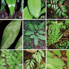 Image result for Adiantum vogelii