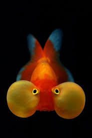 Sealife 2 Ocean Animals Bubble Eye Goldfish Ocean Creatures