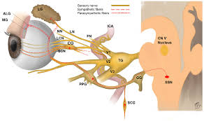 The Role of Neuropeptides in Pathogenesis of Dry Eye