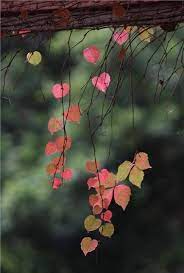 Pin By Sara Zhamanbalinova On Imagens Nature Photography Nature Wallpaper Beautiful Nature