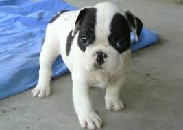 Our impeccable breeding standards mean poetic puppies are as healthy as they are beautiful. French Bulldog Pups Akc For Sale In Ocala Florida Classified Americanlisted Com